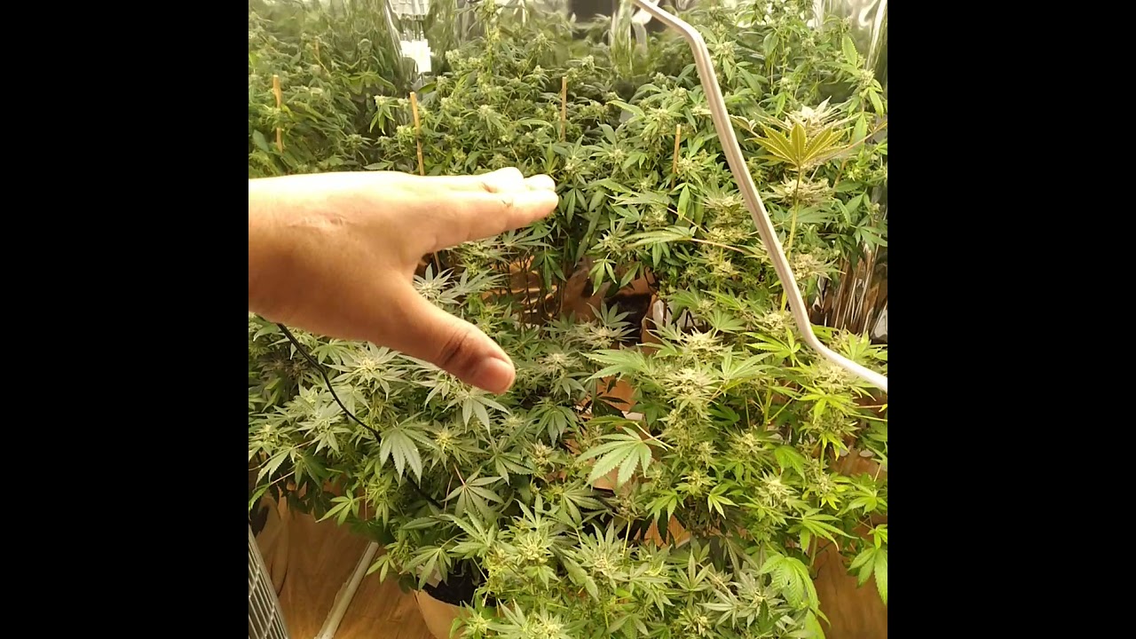 indoor cannabis grow journal update #5