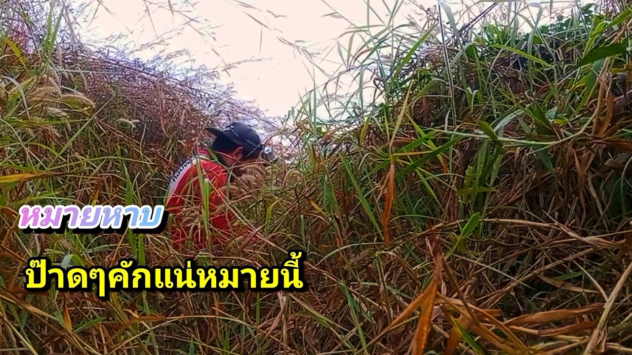 ยามกับดักหนูหมายหาบอีกแล้ว หาบหนูจนปวดหลังคือคักคือแน่แท้   หมายนี้ต้องกลับมาอีกแน่ๆ