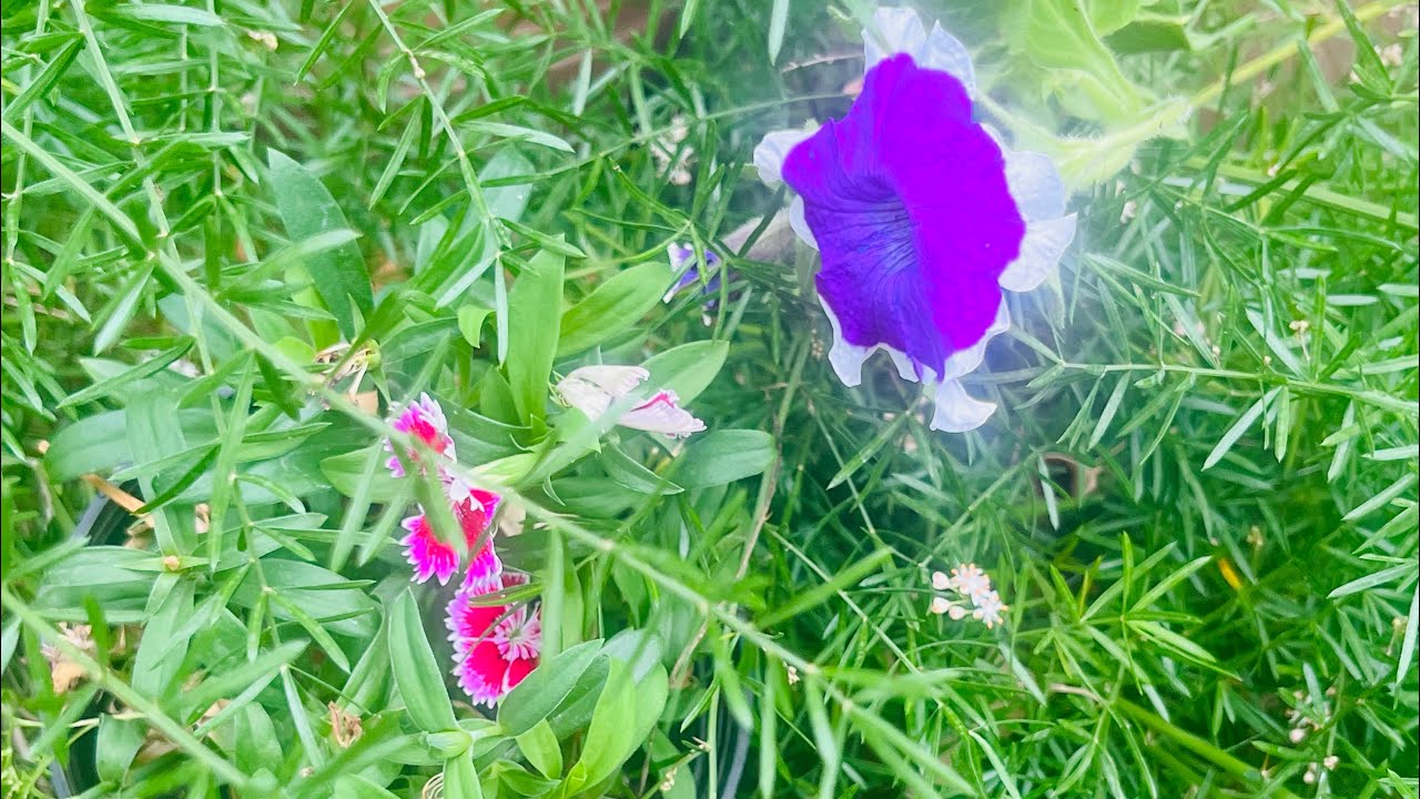 Difference between sepals,petals and tepals