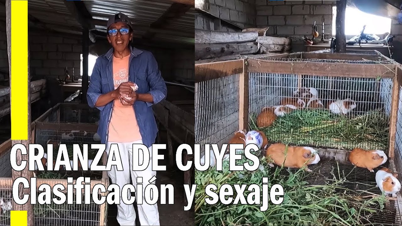 CRIANZA DE CUYES - CUÁNDO Y CÓMO CLASIFICAR O SELECCIONAR CUYES (ENTRE MACHOS Y HEMBRAS)