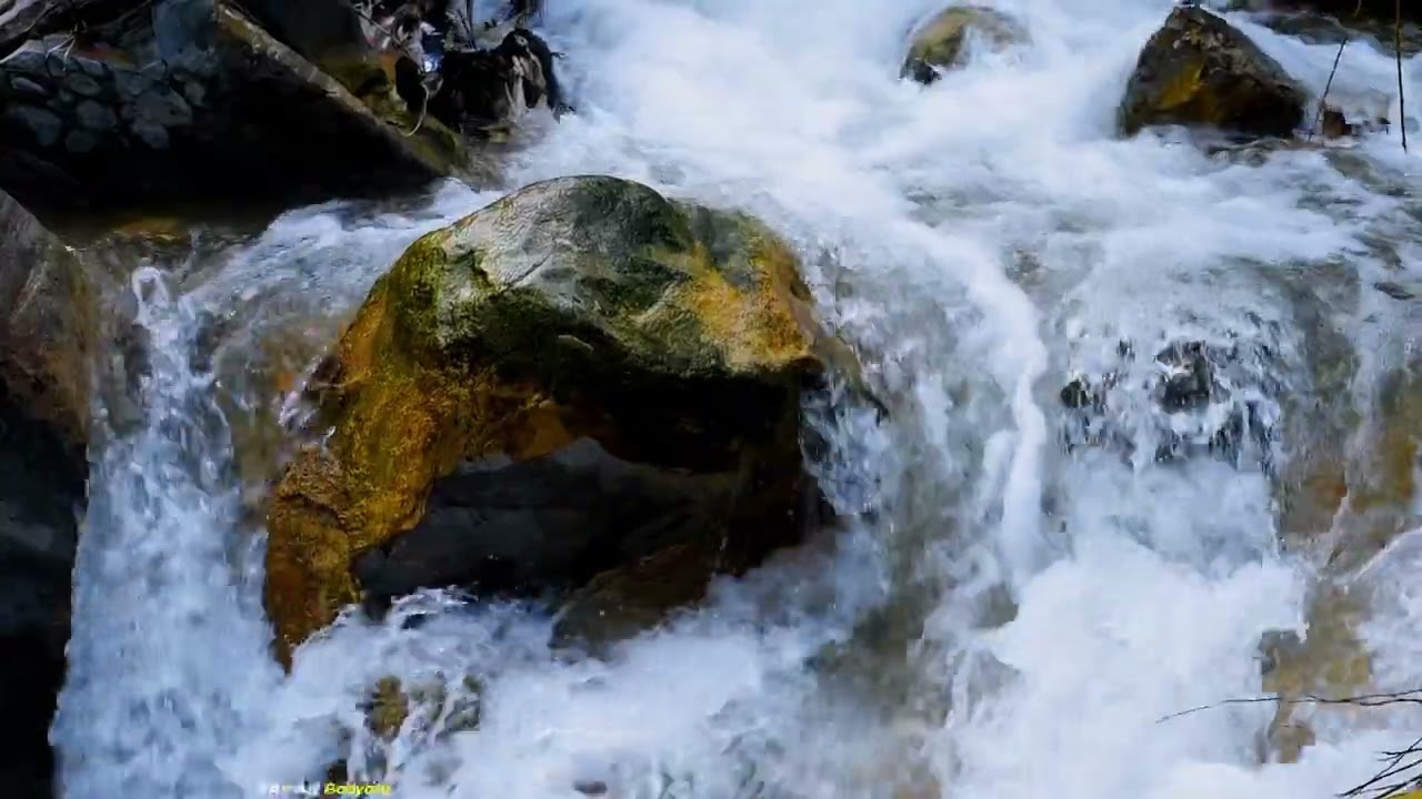 وَجَعَلْنَا مِنَ الْمَاءِ كُلَّ شَيْءٍ حَيٍّ