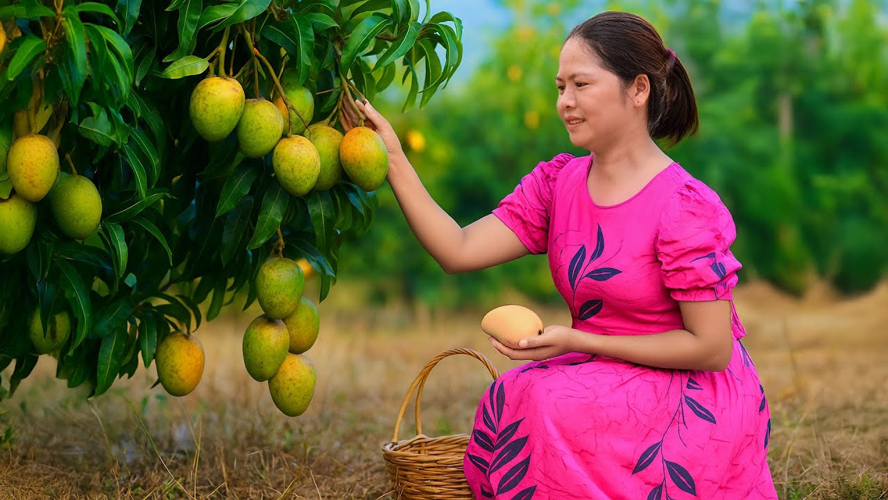 Giant Mango Harvest & Homemade Desserts | Seasonal Fruits & Rural Woman’s Life