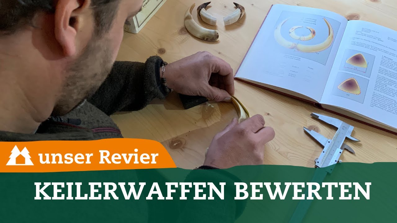 Keilerwaffen bewerten I Keilertrophäe I Gewaff I Wildschwein I unser Revier I #19