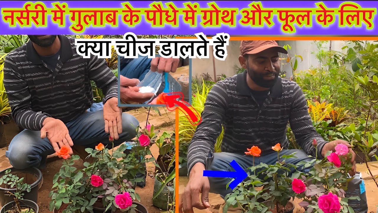 मार्च में नर्सरी वाले गुलाब के पौधे में ये  तारिका अपना के ज्यादा से ज्यादा फूल लेते हैं