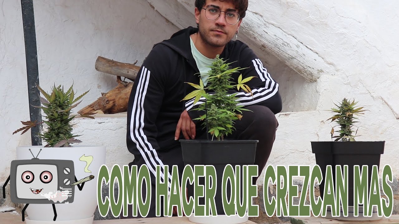 POR QU&Eacute; NO CRECEN LAS PLANTAS DE CANNABIS | &iquest;Por qu&eacute; se quedan peque&ntilde;as? - 50cm