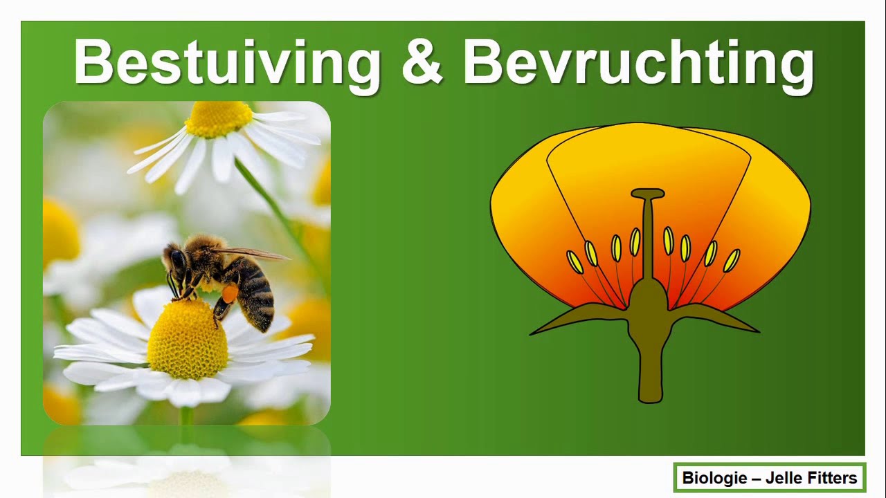 Planten - bestuiving & bevruchting