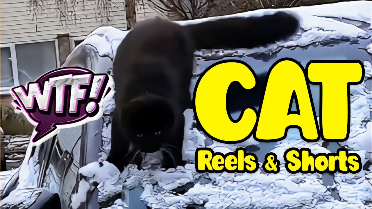 Funny Cat Compilation - Talking Cats - Manic Pixie Cat Lady funny funny funny funny cat videos