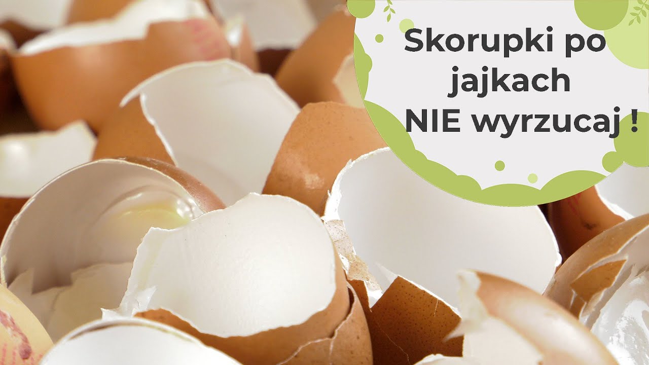 Skorupki jajek - nie wyrzucaj. Przydadzą nam się do nawożenia wielu roślin. Ekologiczne nawożenie.