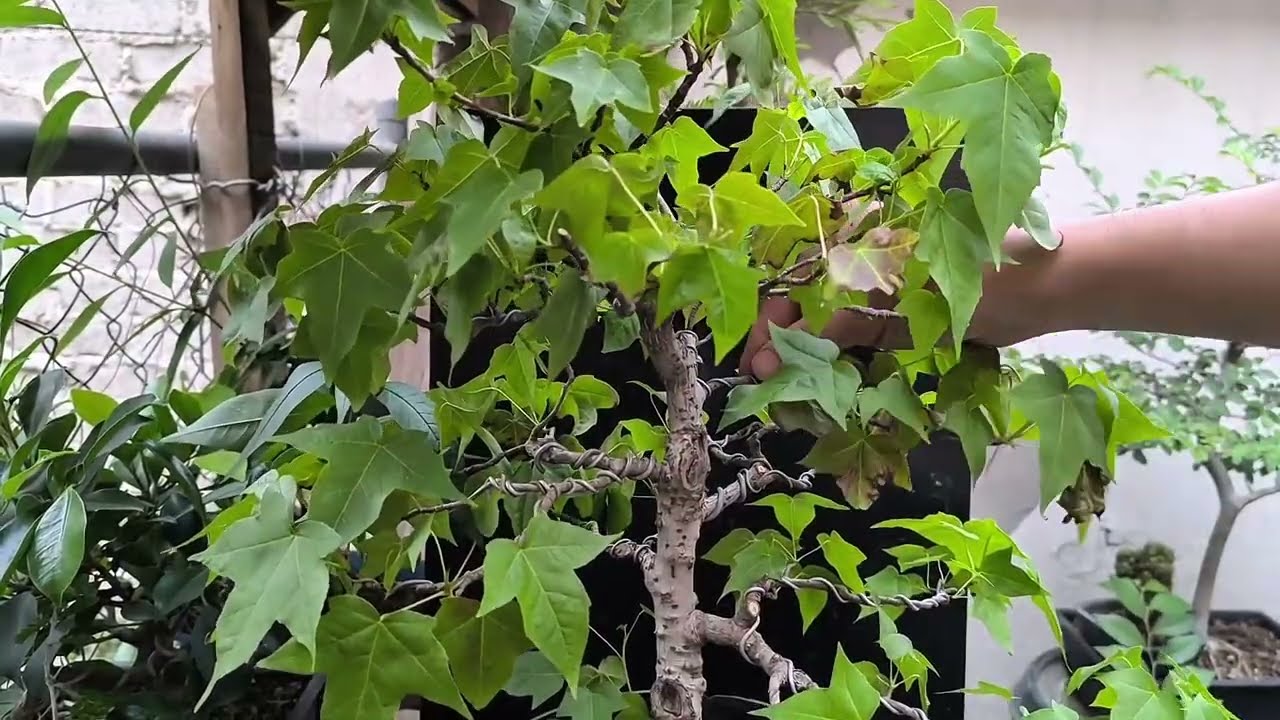 Trabajo de Liquidambar Tronco Recto 