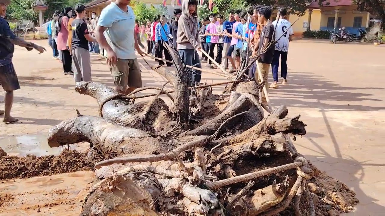 សកម្មភាព​សិស្សសាលា​ទាញព្រ័ត្រ,​ទាញគល់ឈើ ឬសឈើ ខែតុឡា 2025