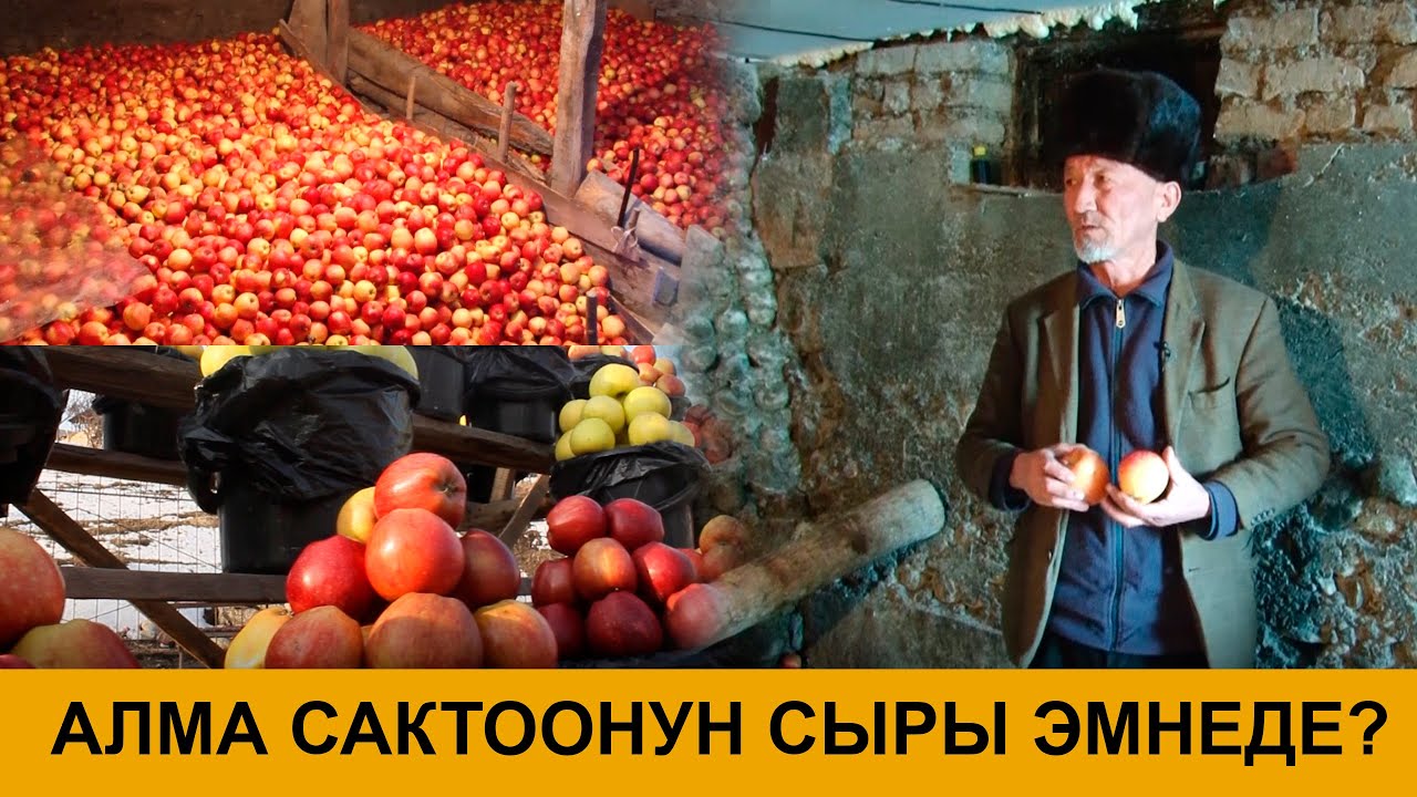 АЛМА САКТООНУН СЫРЫ ЭМНЕДЕ? НООКАТ АЛМАСЫ
