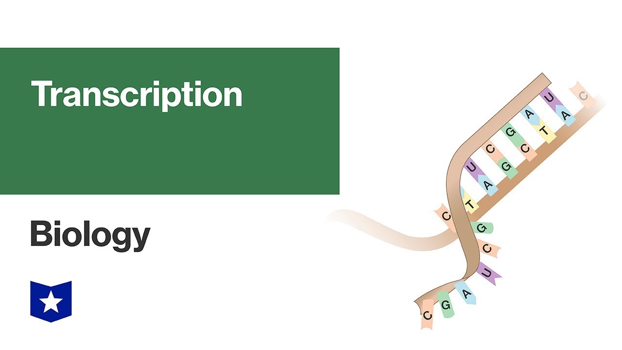 Transcription | Biology