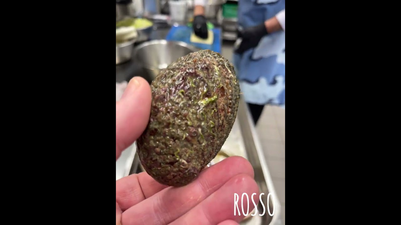 ROSSO Abalone Seeohren