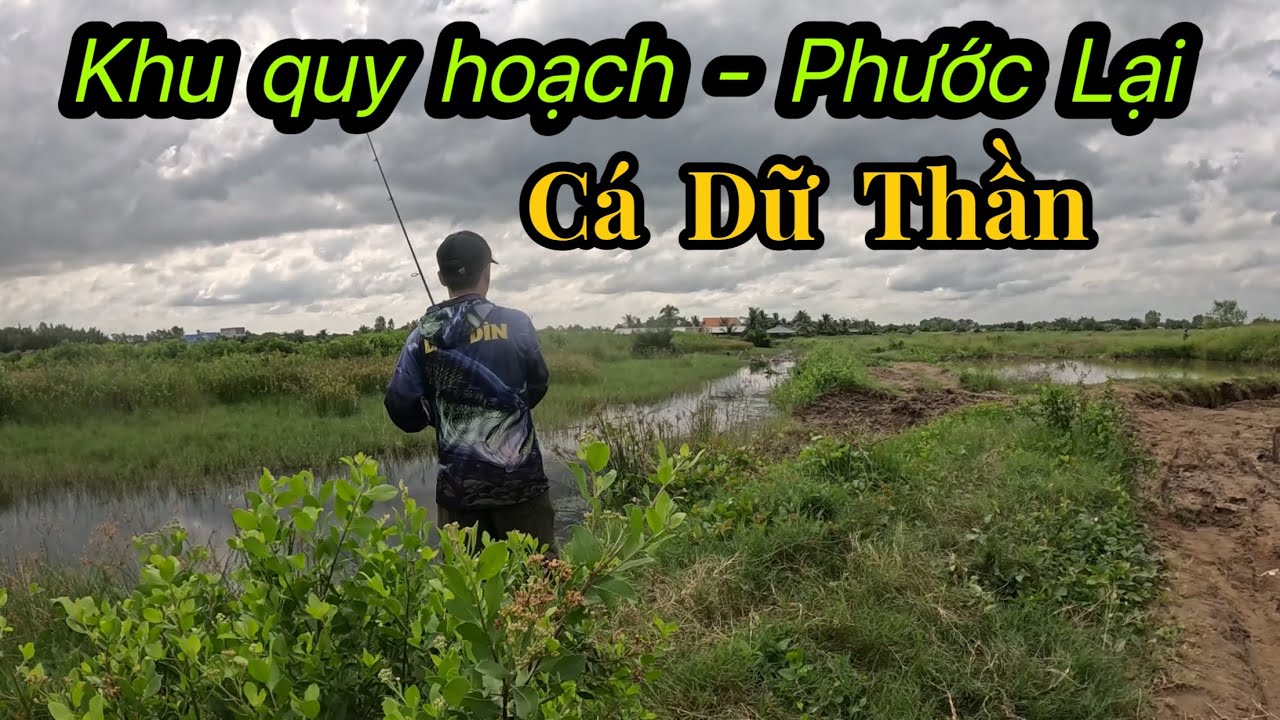 Chọi đường nào cá cũng ăn, câu cá lóc khu quy hoạch