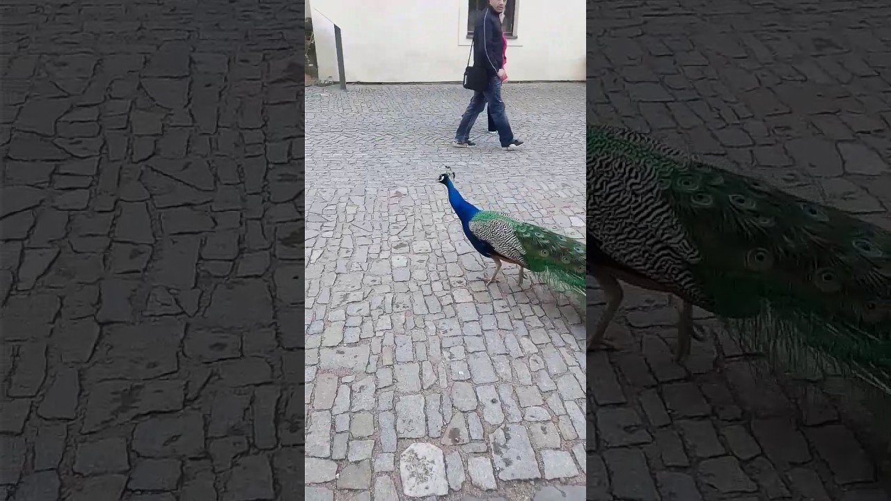 Souboj řevu mezi p&aacute;vy!