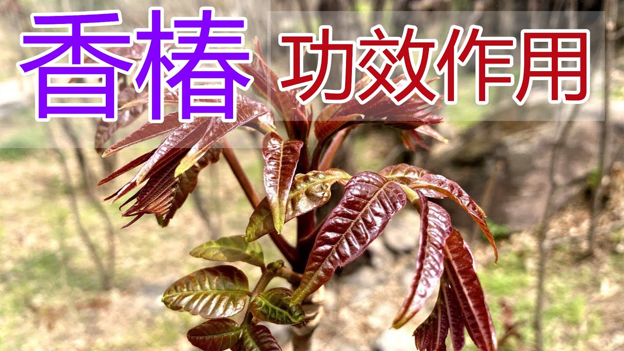 香椿的功效和作用,香椿食用禁忌
