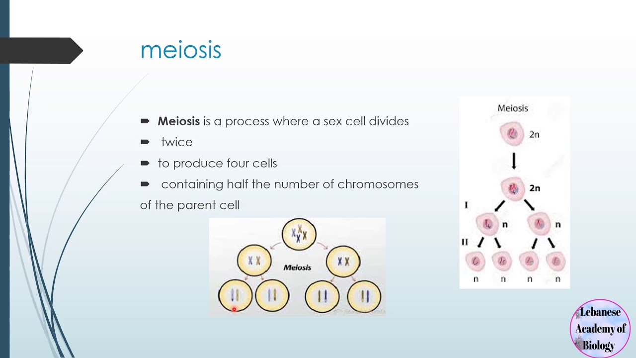 Mitosis and meiosis (overview) - Grades 9- 11S and 12 LS