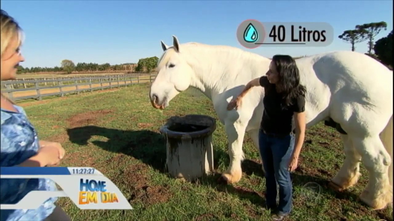 Conheça o cavalo gigante que pesa quase uma tonelada