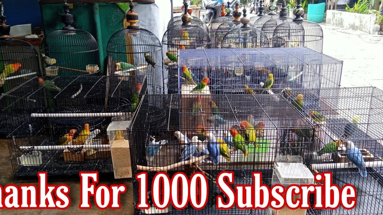 Thanks For 1000 Subscribe || Stok Terbaru Di Lapak Erwin Lovebird Semarang