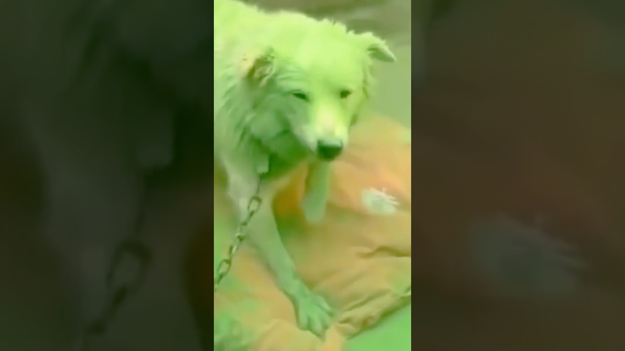 Holi safety tips for community / pet animals. Have a safe & happy Holi 🎨 