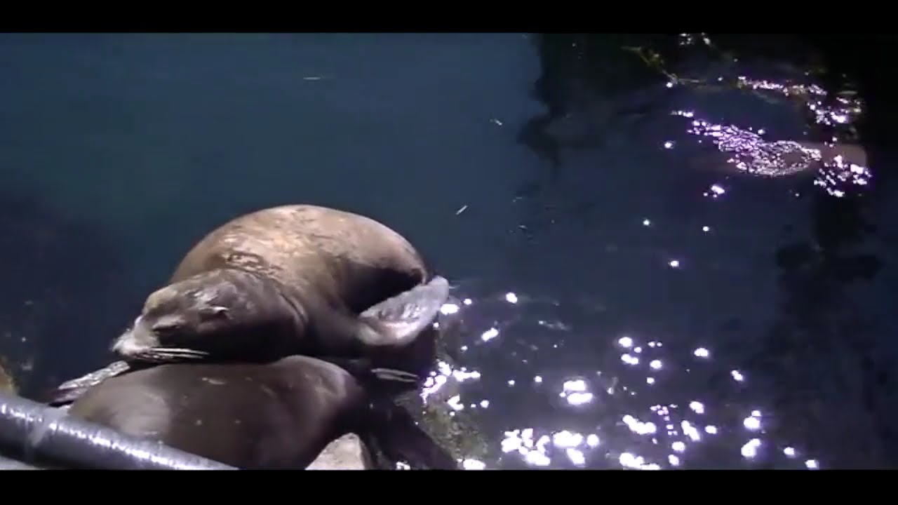 California's North Pacific Coast  HD 720p