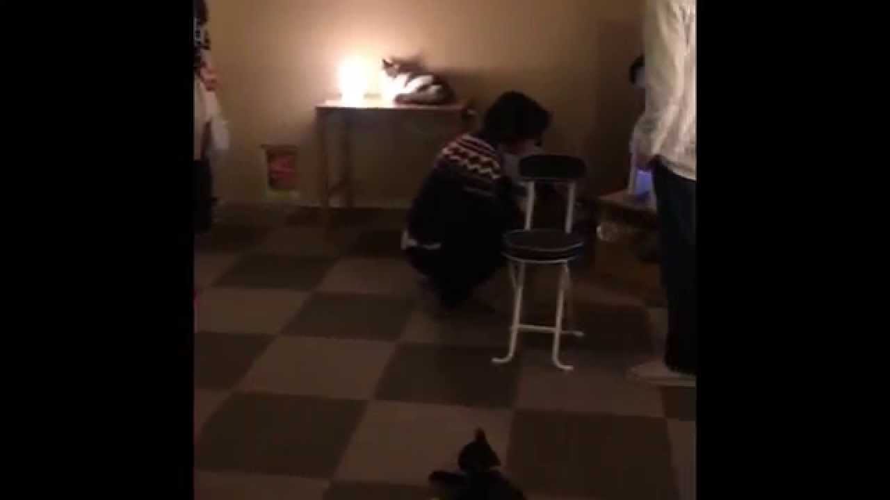 Cat Cafe Tokyo - Beardaroundtheworld