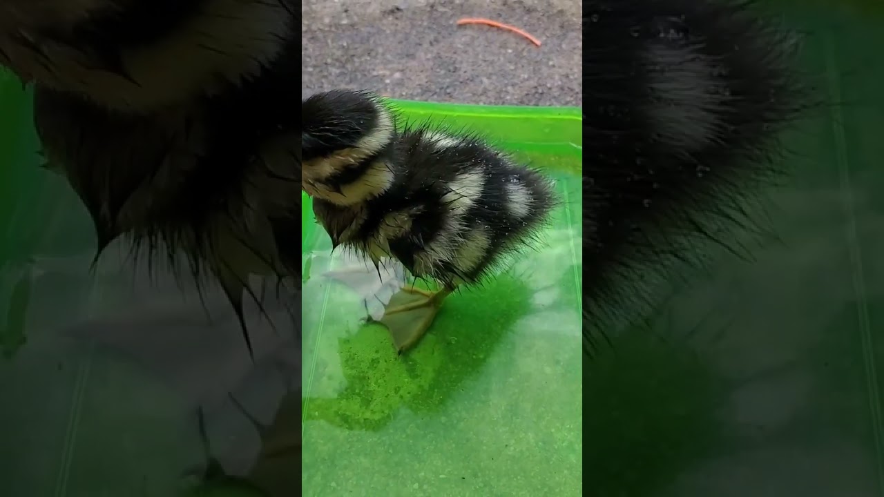 Duckling first bath 😍