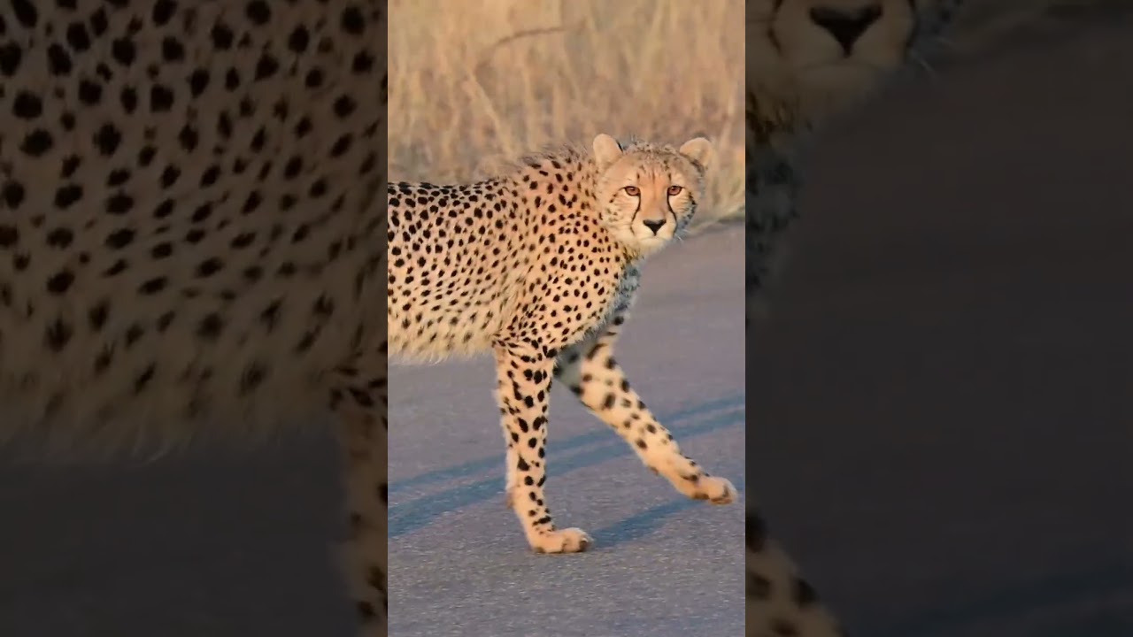 Cheetah Mom and youngster out on a walk marking their peace of #KrugerNationalPark  #wildlife