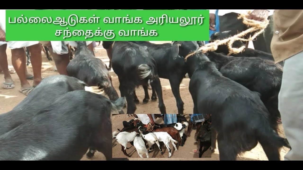 பல்லை ஆடுகள் வாங்க அரியலூர் சந்தைக்கு  வாங்க