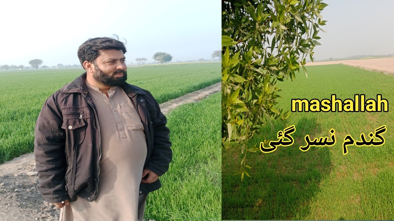I Visited The Wheat Farming Capital Of Pakistan||mashalla gandum nasar gai