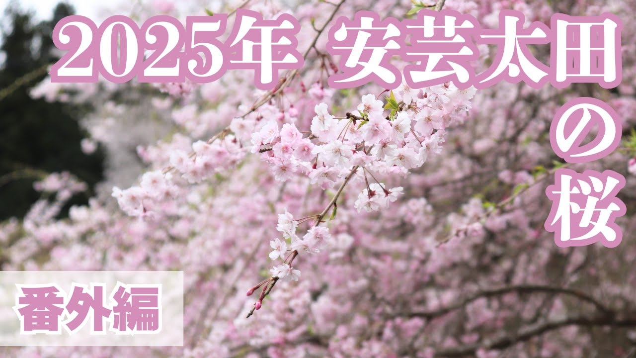 安芸太田町の桜 ビフォー＆アフター