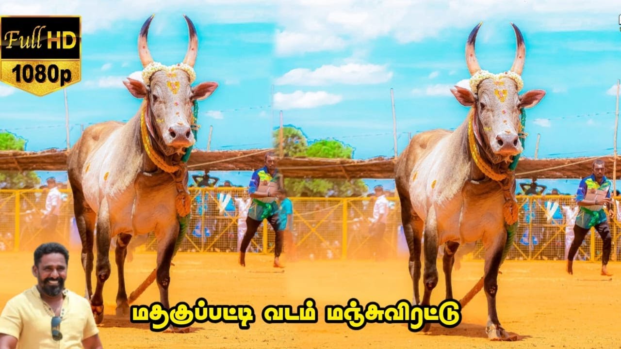 மதகுப்பட்டி வடம் மஞ்சுவிரட்டு திருவிழா