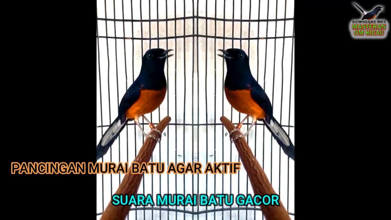 murai batu gacor buat PANCINGAN murai batu yang mager menjadi aktif