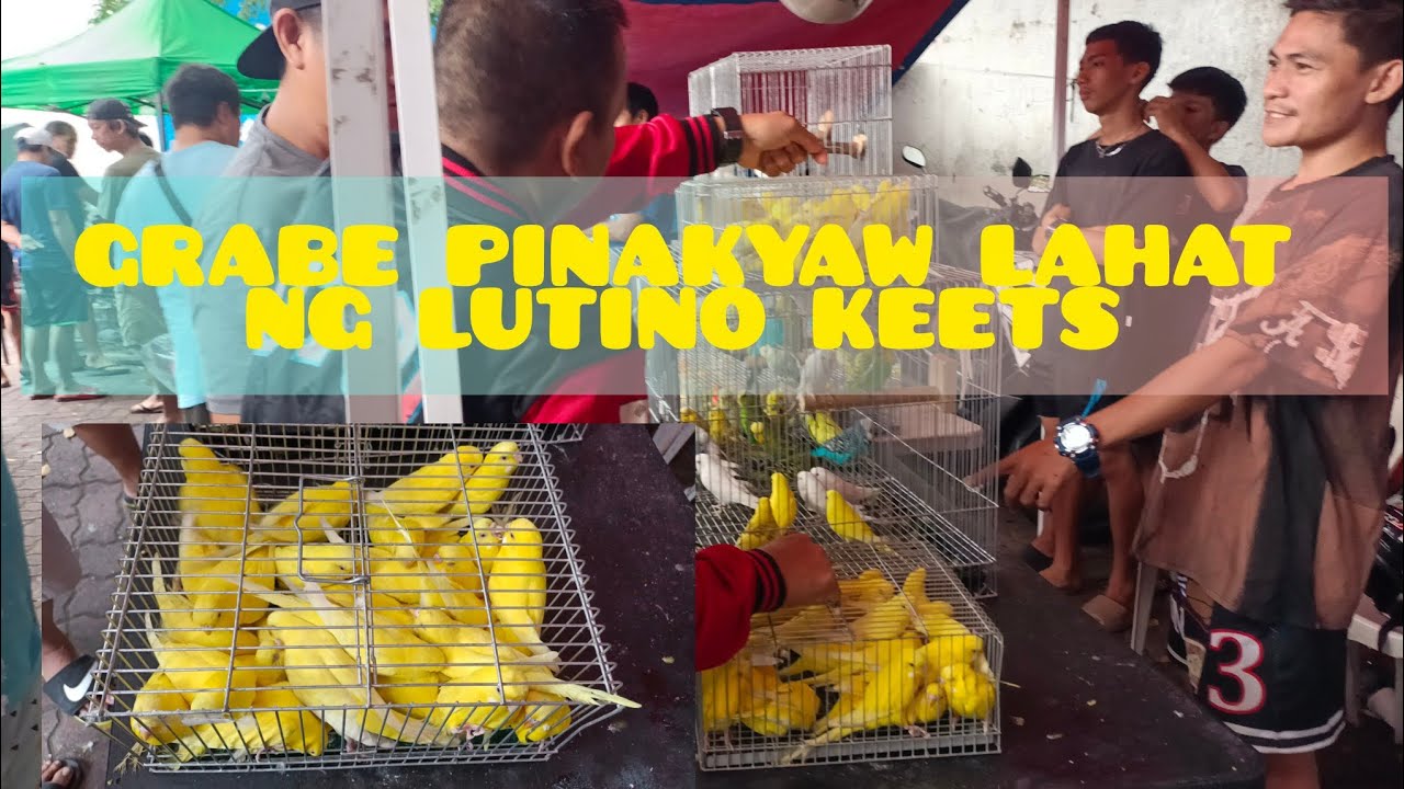 Pakyawan na mahilig si boss sa dilawan parakeets sakto ang pagpunta nya ng MALABON PET MARKET 