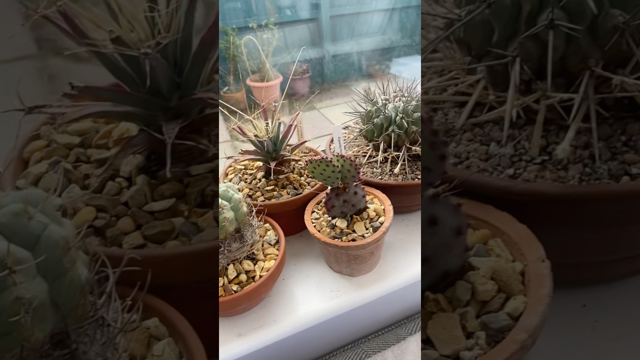 90% of my cactus collection (so far!)