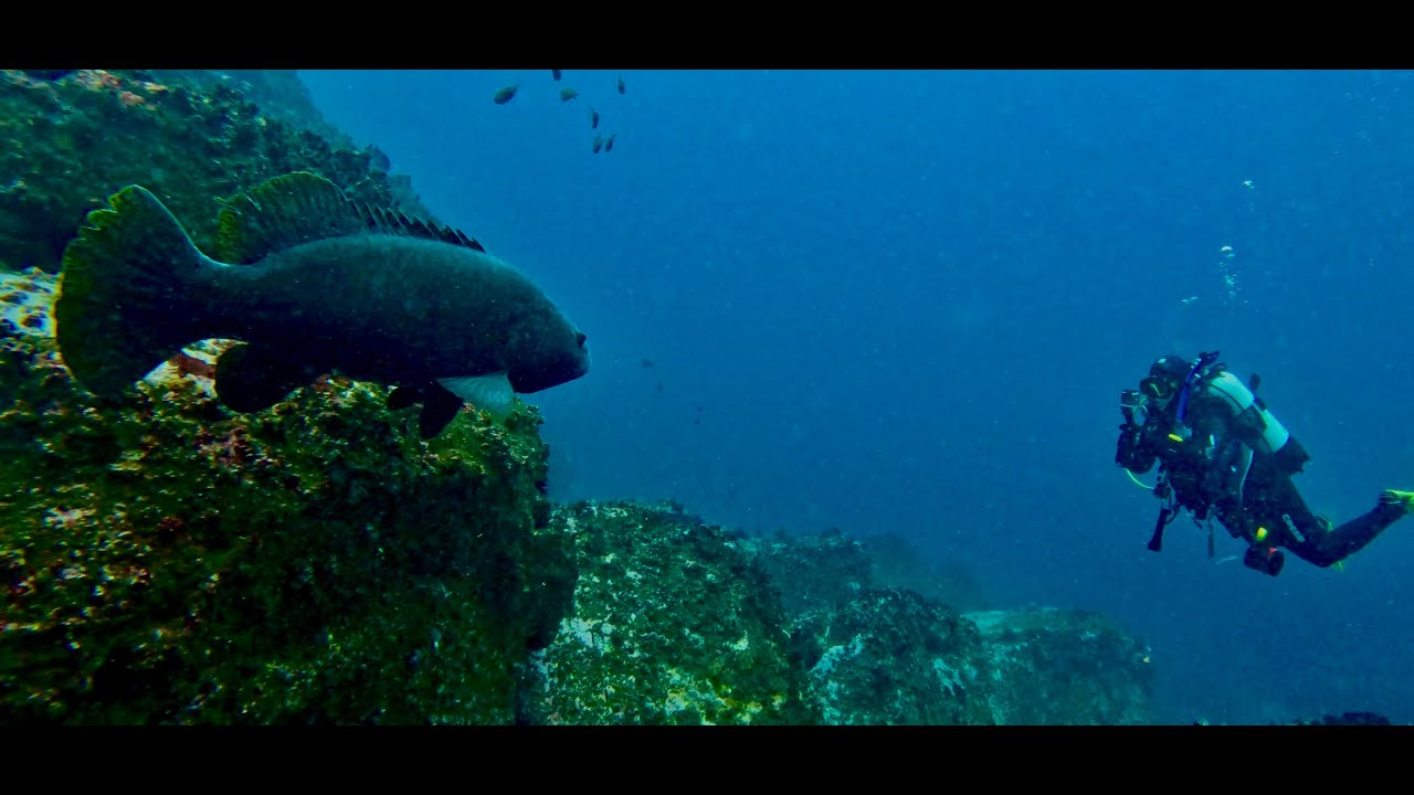 Giant Queensland Grouper Meets Sydney's Massive Bull Ray at Iconic Dive Site