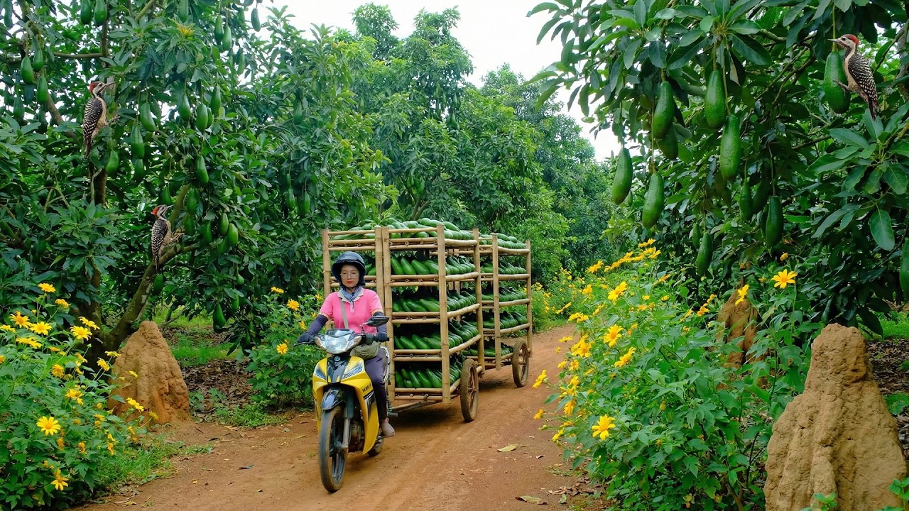Harvest A Truckload Of Long Avocados To Sell At  Market – Harvest Malabar Spinach Fruit For Planting