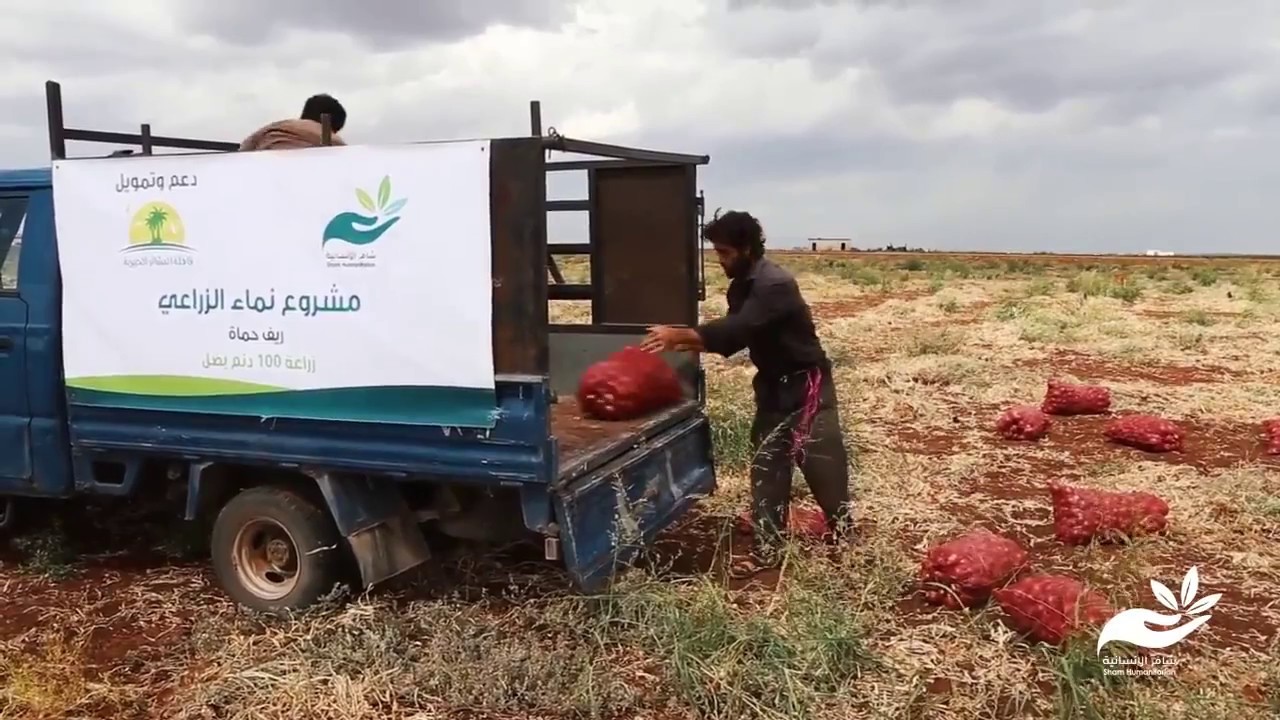 مقتطفات من مشروع زراعة البصل التنموي في ريف #حماة