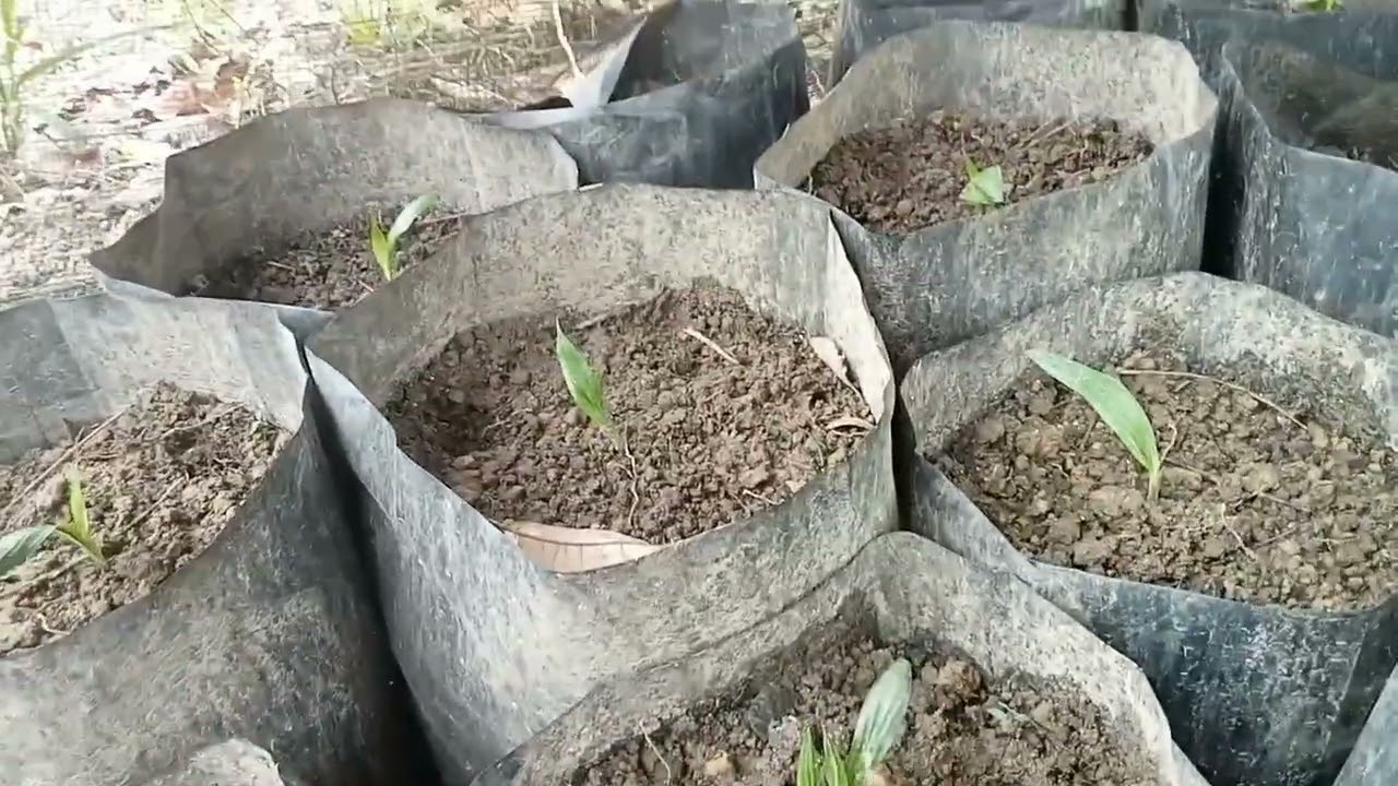 Pentingnya !! perawatan bibit kencamah sawit unggul dari PPKS parindu kalbar @Udat_tani92