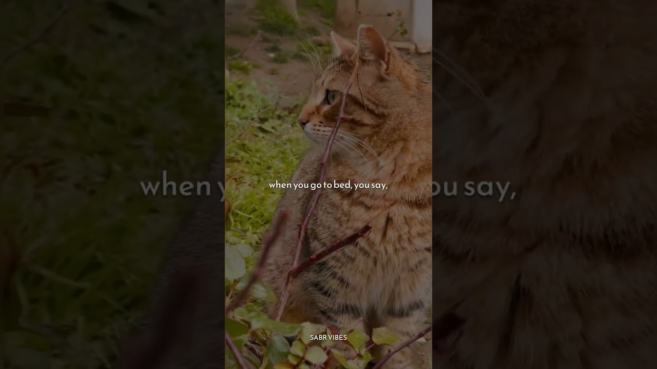 Sahih Muslim 597: Prophet ﷺ taught this dhikr after prayer &ndash; Here&rsquo;s the hadith! #Islam #Dhikr