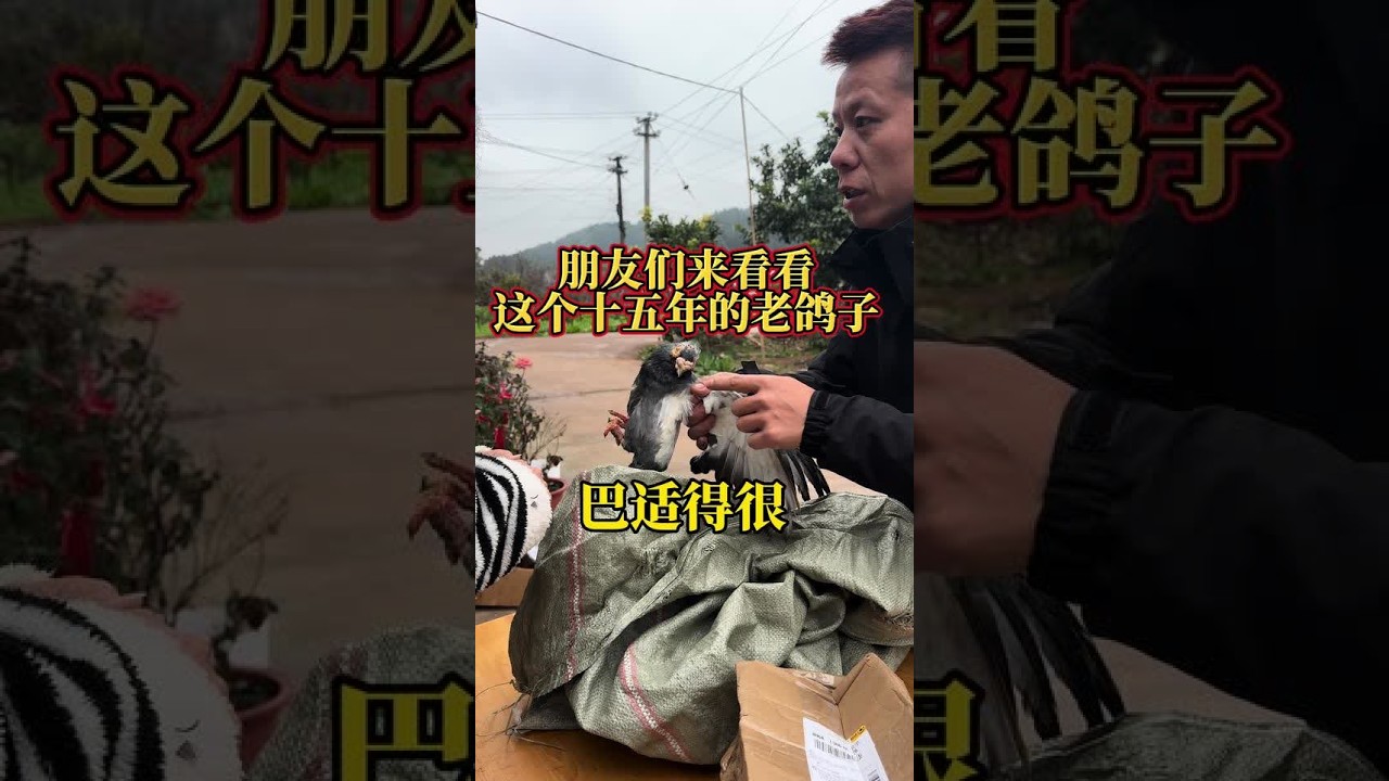 十五年的鸽子你们看到过没有，再加上拿回来的天麻，完美嘛！ #美食 #日常分享 #生活碎片