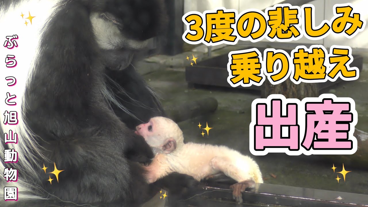 《アビシニアコロブス旭山動物園》3頭の子供を亡くした悲劇から1年✨待望の赤ちゃん。希望の光が舞い降りた！vol569/1 years after the tragedy.Baby born