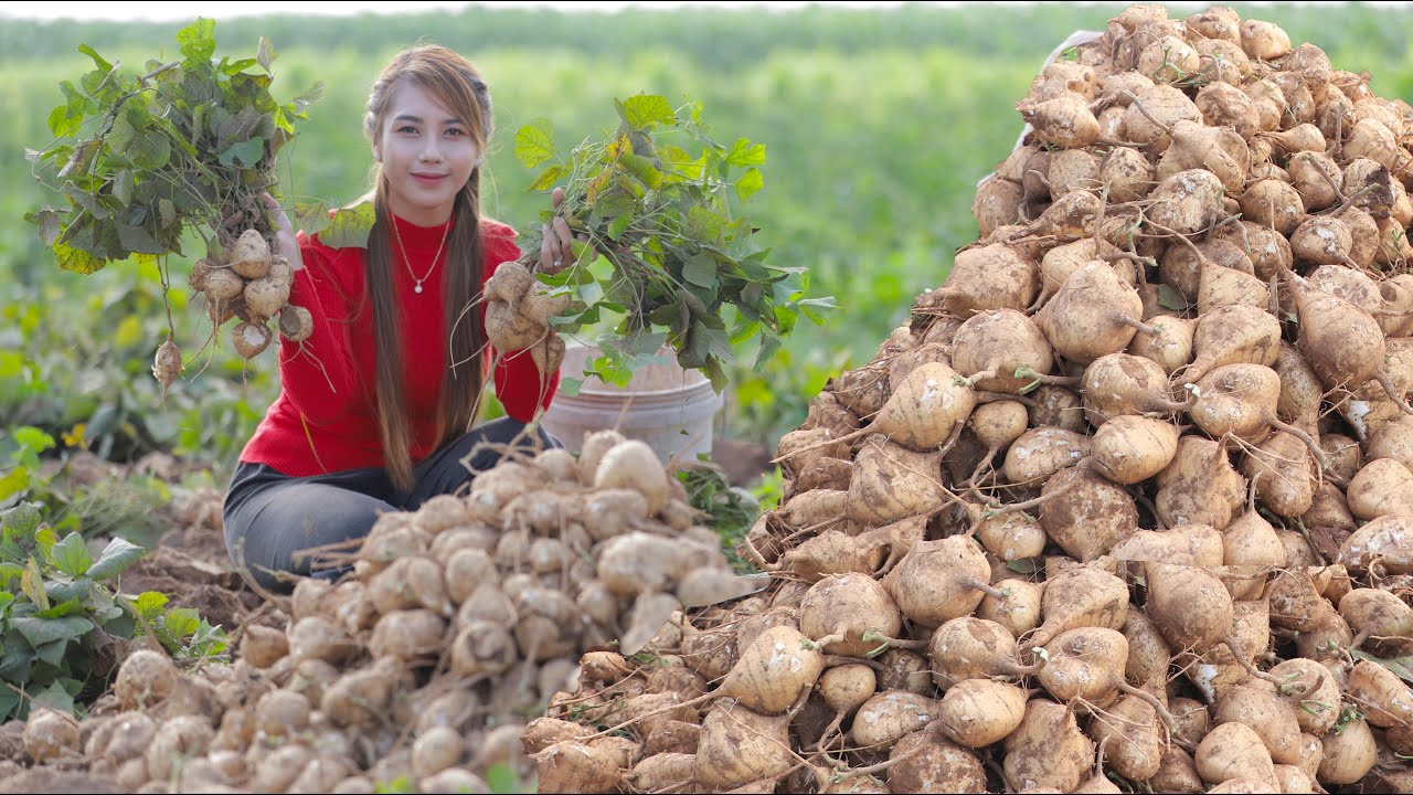 Fresh Pek Kouk in my country and cook beancurd pork crispy - Polin lifestyle