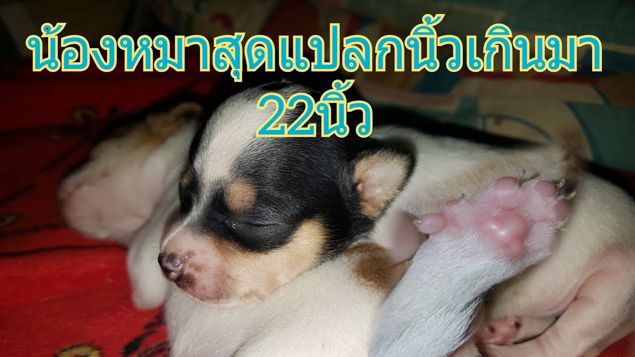 น้องหมาพิเศษมีนิ้ว22นิ้วและ20