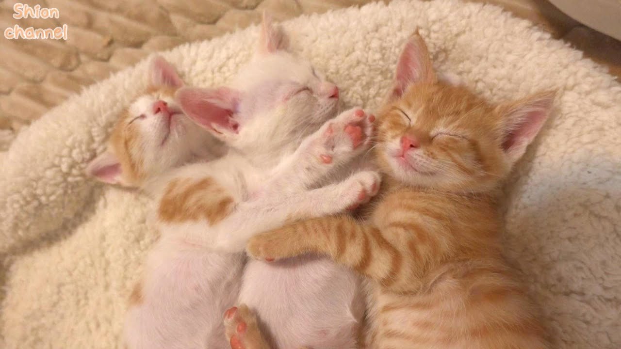 【生後43日】初めてのホカぺの温かさにとろけてしまう子猫たち