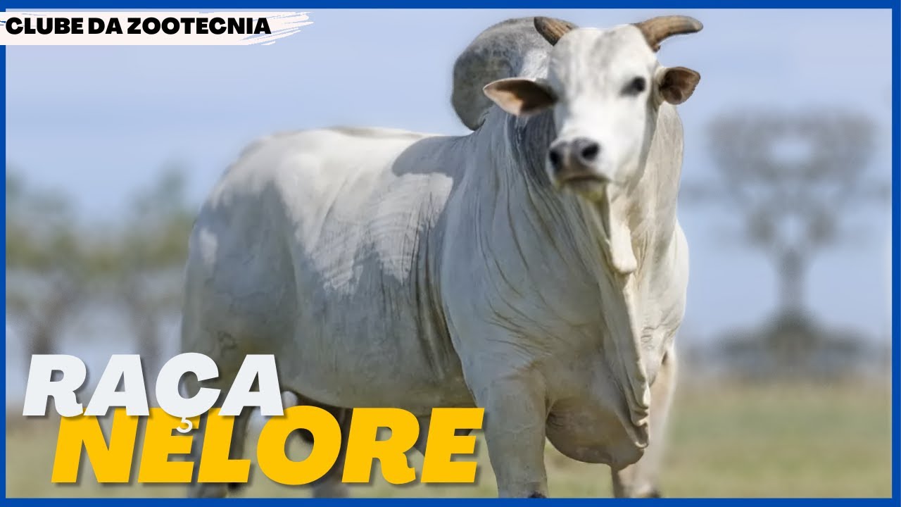 Conheça a RAÇA NELORE