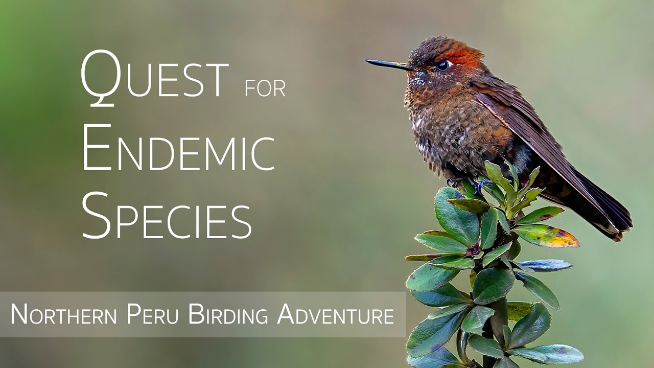 Northern Peru Birding Adventure | Birds of Peru | 3/5