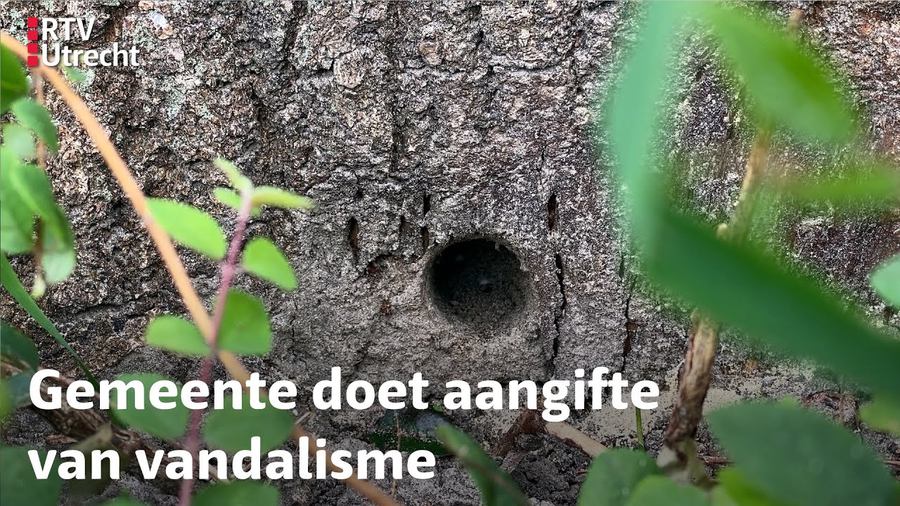 Vijf bomen vergiftigd in Amersfoort: 'Triest dit, hoe haal je het in je hoofd?' | RTV Utrecht