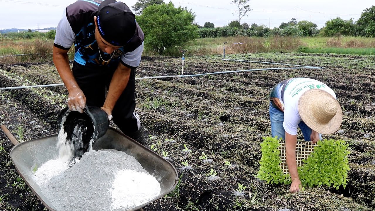 288 MUDAS R$ 15,00 COMO PLANTAR ACELGA 