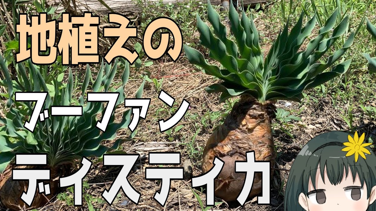 地植えのブーファン・ディスティカを移植するの回